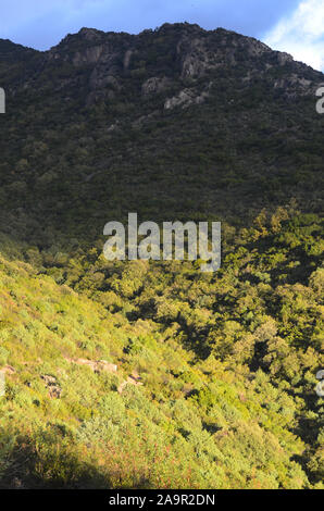 Eiche Wäldern und mediterraner Macchia in Sierra Madrona Park, Südspanien Stockfoto