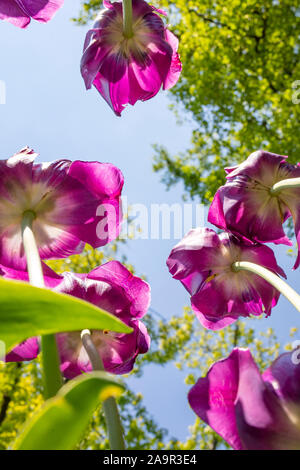 Lila Tulpen von unten gesehen, von unten. Stockfoto