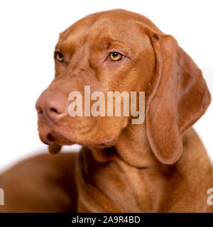 Schöne junge männliche Magyar vizsla Hund studio Portrait. Vizsla Zeiger Hund schließen sich gegen die weißen Hintergrund. Stockfoto