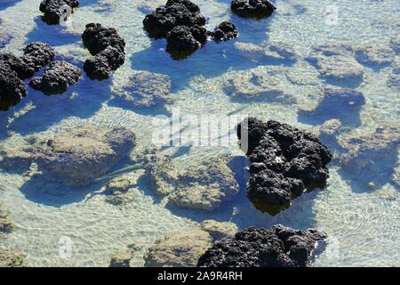 Blick auf mikrobielle Matten stromatolithen am Hamelin Pool in Shark Bay World Heritage Area, Western Australia Stockfoto