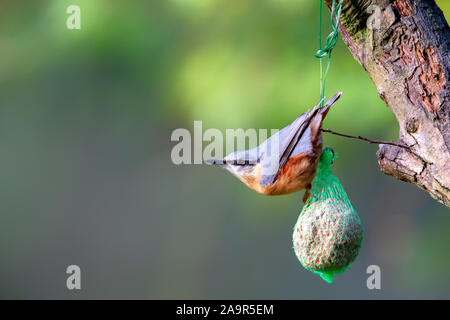 Eurasischen Kleiber (Sitta europaea) Ernährung auf eine fat Ball im Naturschutzgebiet Moenchbruch in der Nähe von Frankfurt, Deutschland. Stockfoto