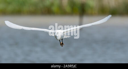 Vorderansicht UK kleiner Reiher Vogel (Egretta garzetta) isoliert im Flug fliegen über Wasser, Flügel ausgestreckt, Richtung Kamera. Feuchtgebiet UK Reiher Stockfoto