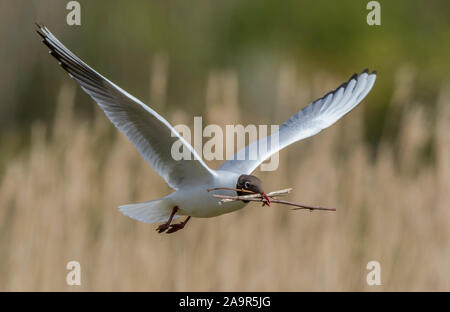 Nahaufnahme, britische Schwarzköpfige Möwen-Seevogelente (Larus Chroicocephalus ridibundus) isoliert im Flug, Flügel breiteten sich aus und trugen Zweige im Schnabel für den Nestbau. Stockfoto