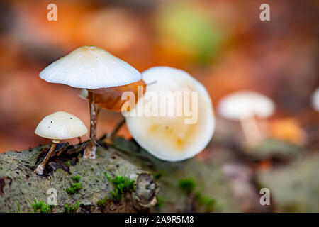 Porzellan Pilz (Oudemansiella mucida) wächst auf einem toten Baum im Herbst im Naturschutzgebiet Moenchbruch in der Nähe von Frankfurt, Deutschland. Stockfoto