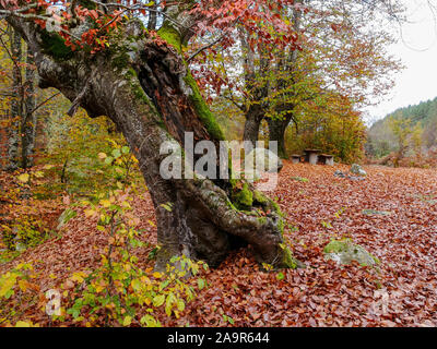 Picknick Platz in Stara Planina, Bulgarien. Herbst, November. Laub von Jahrhunderte alten Bäumen haben den Boden bedeckt. Holz- primitiven Tabelle und Stockfoto