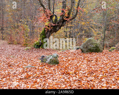 Herbst Wald im Balkangebirge, Bulgarien. November. Laub von Jahrhunderte alten Bäumen haben den Boden bedeckt. Stockfoto