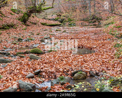 Herbst Wald im Balkangebirge, Bulgarien. November. Laub von Jahrhunderte alten Bäumen haben den Boden bedeckt. Stockfoto