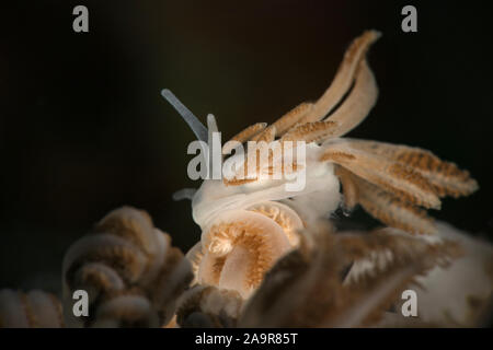 Nacktschnecke Phyllodesmium jakobsenae. Unterwasser Makrofotografie von Romblon, Philippinen Stockfoto