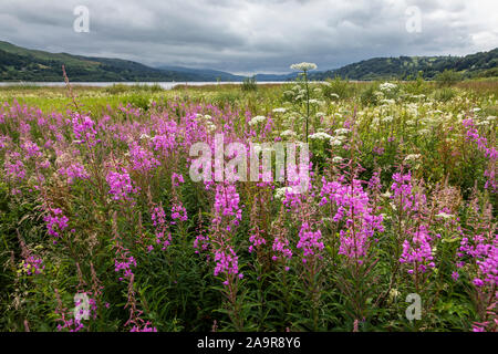 Rosebay Weidenröschen (Chamerion angustifolium) wachsende neben Llyn Tegid (Lake Bala), Gwynedd, Wales Stockfoto