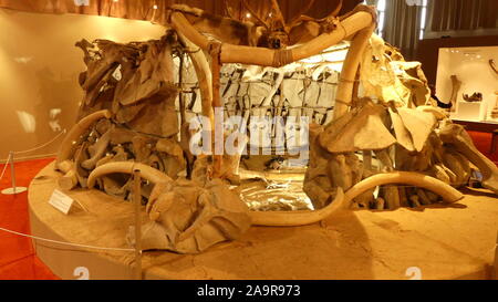 Am 'Musee des Tumulus Bougon' (Deux Sevres) Ausstellung "Am Tlme der Mammuts' Stockfoto
