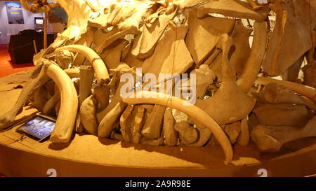 Am 'Musee des Tumulus Bougon' (Deux Sevres) Ausstellung "Am Tlme der Mammuts' Stockfoto