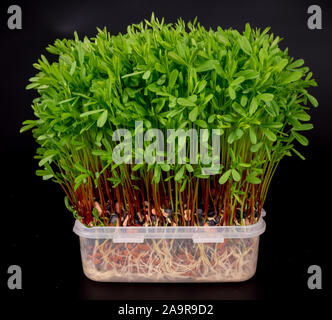 Frische microgreens Nahaufnahme. Wachsende Sprößlinge für Salat. Stockfoto