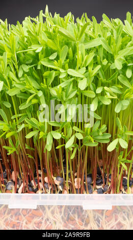 Frische microgreens Nahaufnahme. Wachsende Sprößlinge für Salat. Stockfoto