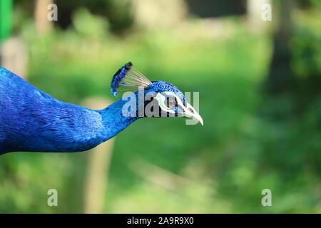 Pfau auf dem grünen Hintergrund. Stockfoto