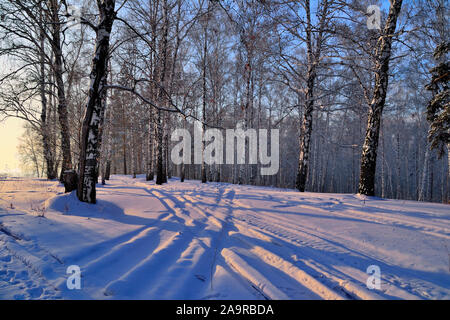 Winter Sonnenuntergang im Birkenwald. Rosa gefärbten Schnee, weißen Stämme der Birken, blauer Schatten und der Himmel. Skigebiet auf Schnee. Schneereiche Winter ländlichen landsca Stockfoto