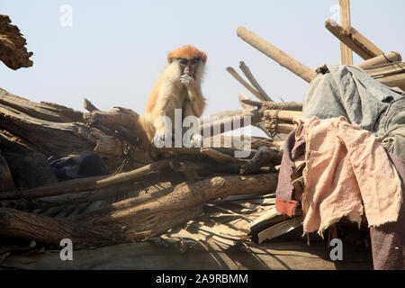 Der Dogon: Dorf der Tal Stockfoto