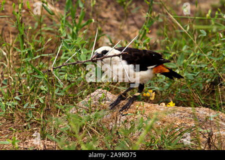 Eine White-headed Buffalo Weaver sammelt eine dornigen Zweig, um die Barriere, die Sie am Ende der Zweige bauen ihre Nester unverwundbar zu machen hinzufügen Stockfoto