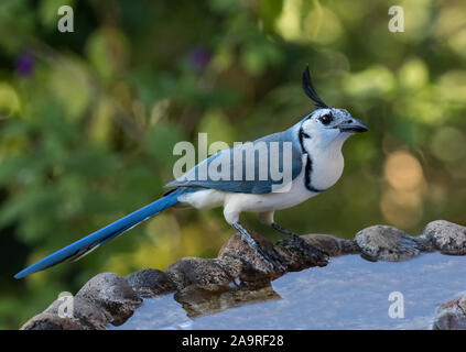 Weißkehliger Magpie-Jay Stockfoto