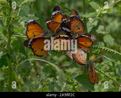 Eine Gruppe von Plain Tiger Schmetterlinge Stockfoto
