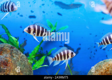 Schöne Unterwasserwelt mit tropischen Fischen. Fische schwimmen im klaren, blauen Wasser mit Luftblasen. Stockfoto