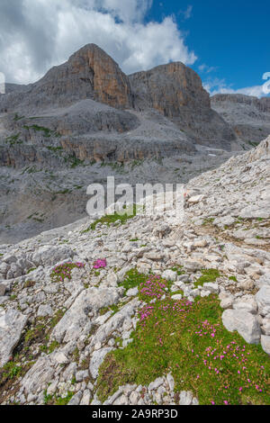 Rosa Wildblumen auf einem Gras Pflaster in der alpinen Umwelt. Sommer Blumen der italienischen Dolomiten, mit starkem Licht Kontrast auf dem Gipfel. Stockfoto