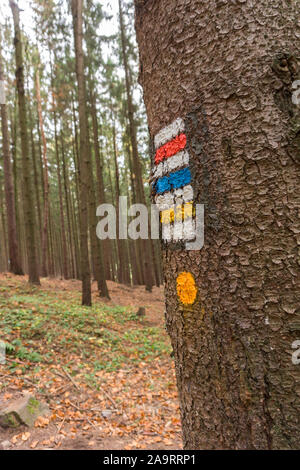 Touristische Route Markierungen auf einen Baum im Wald mit Bäumen im Hintergrund. Weiß, Rot, Blau und Gelb. Stockfoto