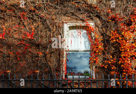 Boston Efeu Parthenocissus tricuspidata Laubfärbung im Herbst Herbst Jahreszeit. Kriechgang wachsen rund um Fenster von House, Dublin, Irland Stockfoto