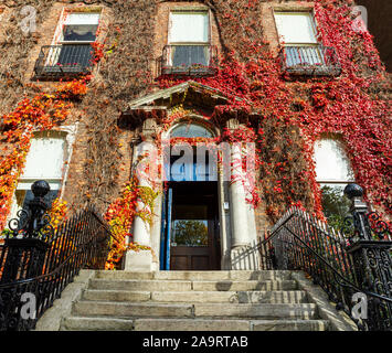 Boston Efeu Kriechgang Parthenocissus tricuspidata Laubfärbung im Herbst Herbst Jahreszeit auf Wand der georgischen Haus mit Steinfassade und Schritte Stockfoto