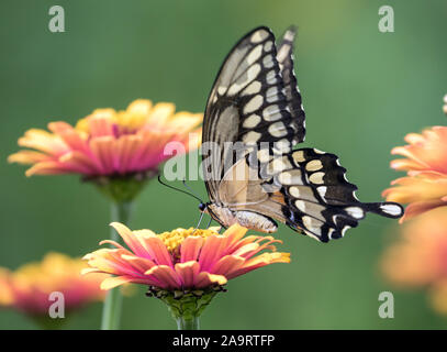 Nahaufnahme von Giant Swallowtail butterfly (Schmetterling) cresphontes hocken auf Zinnia Blume, Quebec, Kanada. Stockfoto