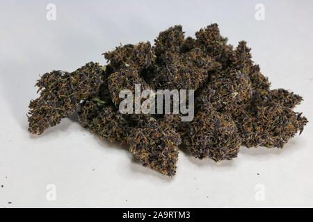 Home gewachsen Hochwertige purple Cannabis Knospen auf weißem Hintergrund. Belastung ist Amboss, eine Indica. In Oregon, eine legale medizinische und Freizeit Staat gewachsen. Stockfoto