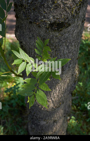 Fraxinus excelsior trunk Nahaufnahme Stockfoto