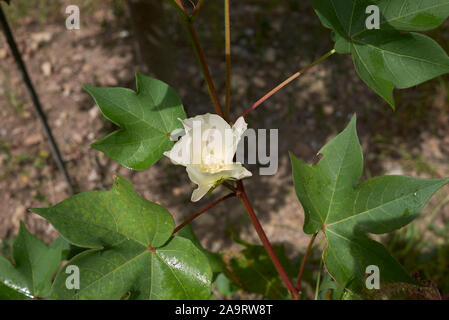 Gossypium herbaceum, der Levante Baumwolle mit frischen Blumen und Früchte Stockfoto