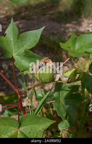 Gossypium herbaceum, der Levante Baumwolle mit frischen Blumen und Früchte Stockfoto