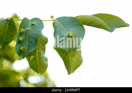 Blatt Galle auf einem Nussbaum Blätter von Nussbaum blister Milbe produziert, Wissenschaftlicher Name: Aceria erinea. Ant ist Schäden zonevvv beobachtet Stockfoto