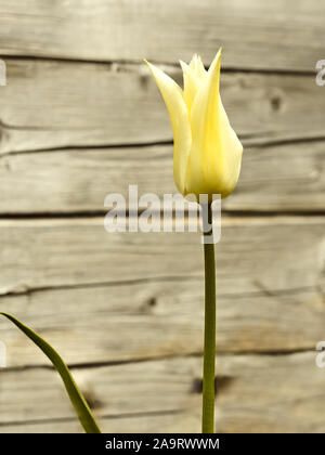 Blüte Gelb single Tulip auf dem Hintergrund der alten Mauer aus Baumstämmen Stockfoto