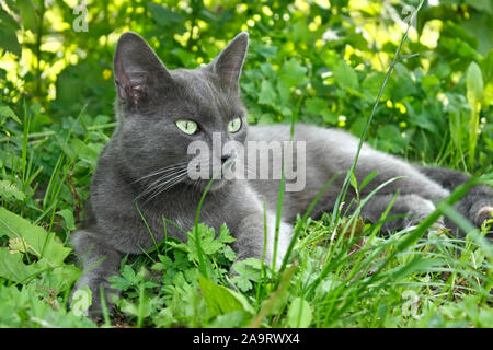 Graue Katze liegend auf dem grünen Gras im Sommer Stockfoto