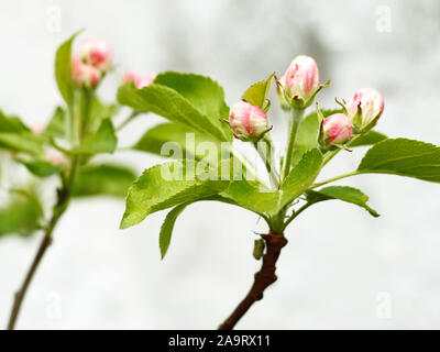 Blühender Apfelbaum Äste auf einem Hintergrund von grauen Wolken Stockfoto