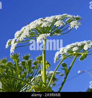 Riesige blütenstände von Sosnowsky's Scharfkraut Anlage mit Bienen auf es vor dem Hintergrund des blauen Himmels. Lateinischer Name: heracleum sphondylium Stockfoto