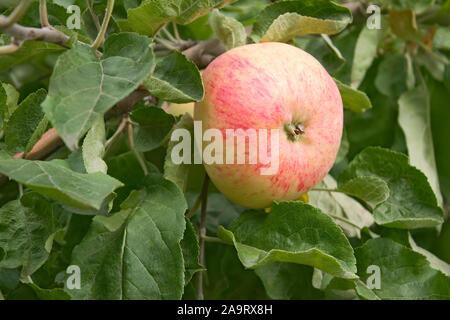 Big red apple Reifen auf einem Ast unter grünen Blätter im Herbst gestreift Stockfoto