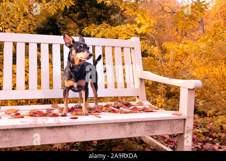 Kleiner Hund Zwerg Deutsche Pinscher stehen auf dem Prüfstand mit Herbst Sonne und Farbe voller Blätter in den Wald. Stockfoto