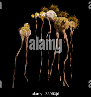 Alien Pflanze, exotische Flora auf schwarzem Hintergrund Stockfoto