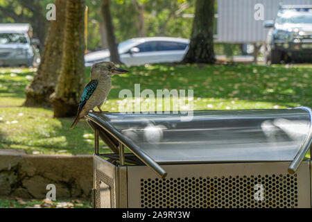 Die berühmtesten Vogel Australiens, der Kookaburra sitzt auf einem mpll Barrel und sieht auf der rechten Seite Stockfoto