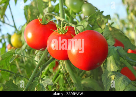 Drei große reife rote Tomaten hängen an einem Schaft in einem Gewächshaus, close-up Stockfoto
