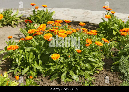 Topf Ringelblume (Calendula officinalis) Blüte im Frühsommer Blumenbeet Stockfoto
