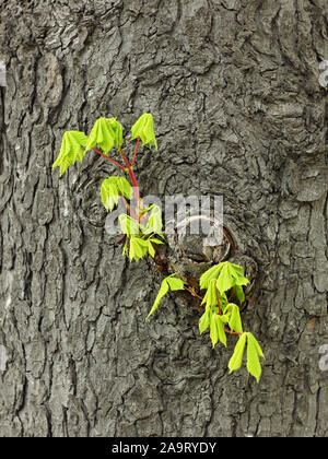 Junge Zweig der zerstreuten, Kastanie mit grünen Blättern wächst auf dem alten Stamm im Frühling Stockfoto