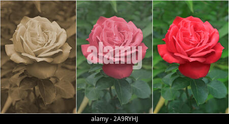 Foto der Blüte rot in Sepia, alten Stil und modernem Stil, drei Bilder auf dem weißen Hintergrund isoliert bearbeitet Rose Stockfoto