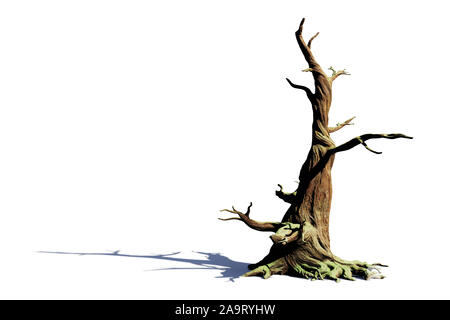 Alten toten Baum mit Schatten auf weißem Hintergrund Stockfoto