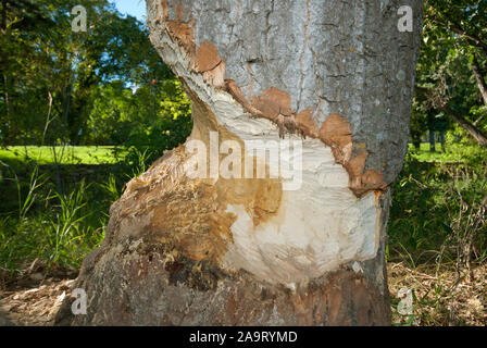 Baum angefressen von kanadischer Biber (Castor canadensis) in der Nähe von South Saskatchewan River in Saskatoon, Saskatchewan, Kanada Stockfoto