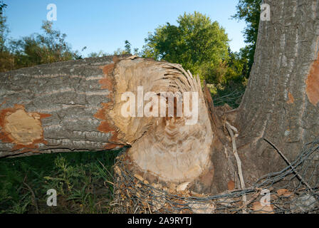 Gefallenen Baum angefressen von kanadischer Biber (Castor canadensis) in der Nähe von South Saskatchewan River in Saskatoon, Saskatchewan, Kanada Stockfoto