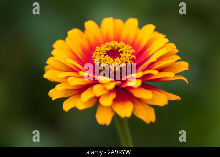 Rote und gelbe Gemeinsame Zinnia Nahaufnahme Stockfoto